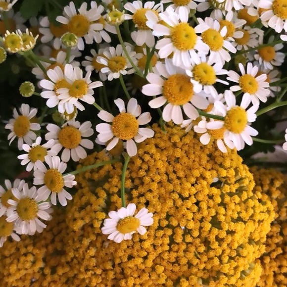 Meet your Posher, Krista - Picture 1 of 1